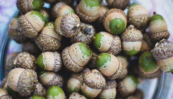 propiedades y beneficios de la bellota