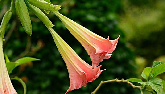 propiedades y beneficios de la brugmansia