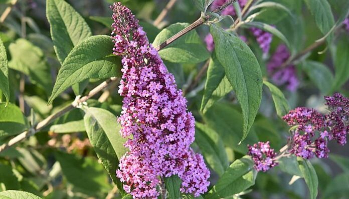 Inflorescencia lila de Buddleja davidii