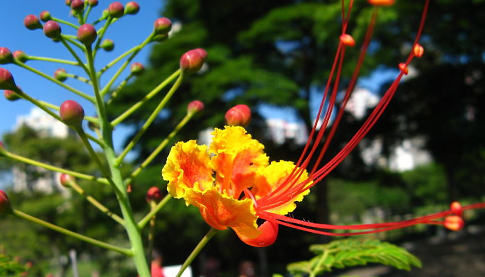 10 Beneficios Y Propiedades De La
Caesalpinia