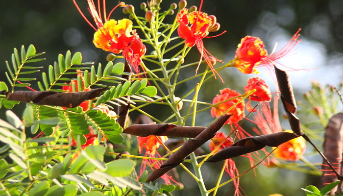 propiedades y beneficios de la caesalpinia
