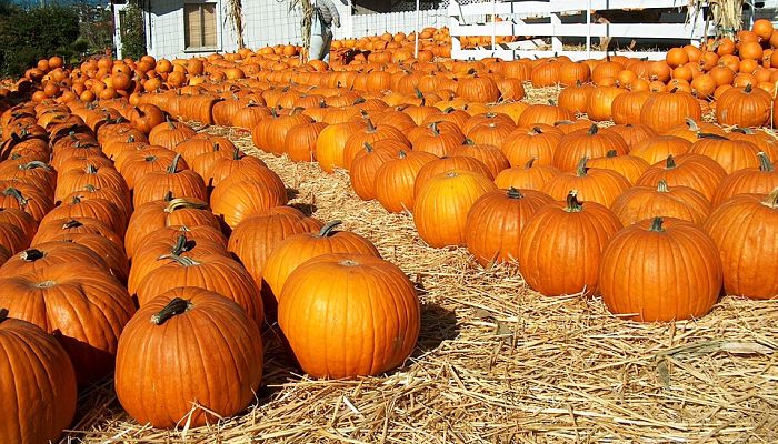 propiedades y beneficios de la calabaza