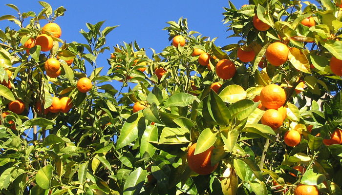 propiedades y beneficios de la calamondia