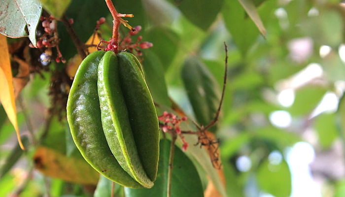propiedades y beneficios de la carambola