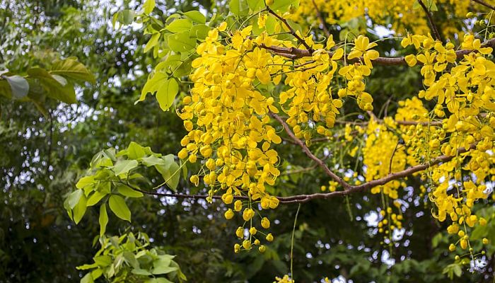 propiedades y beneficios de la cassia