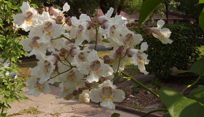 propiedades y beneficios de la catalpa