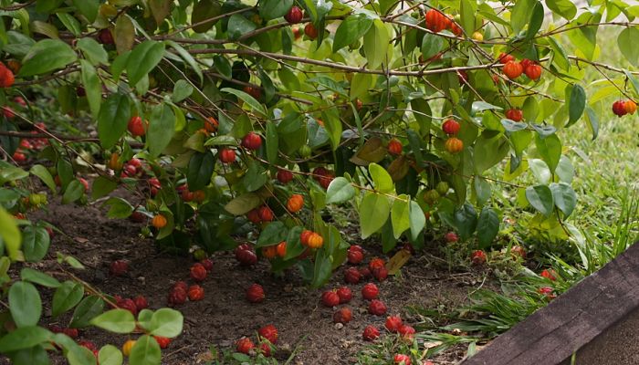 propiedades y beneficios de la cereza de cayena