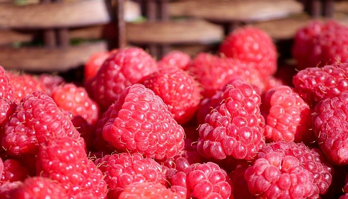 11 Beneficios Y Propiedades De La
Chordonera