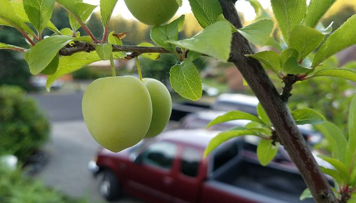 propiedades y beneficios de la ciruela