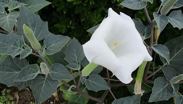propiedades y beneficios de la datura