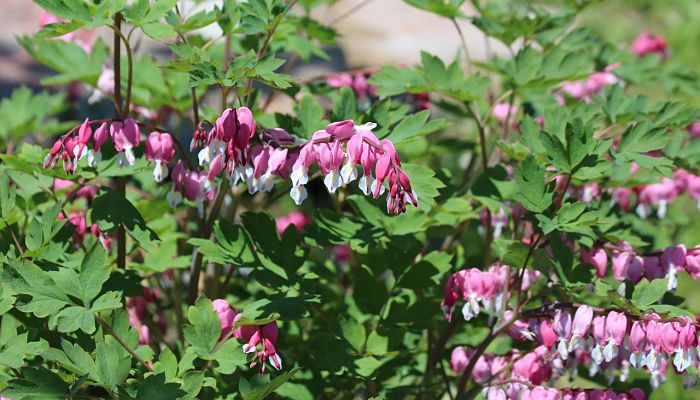 propiedades y beneficios de la dicentra