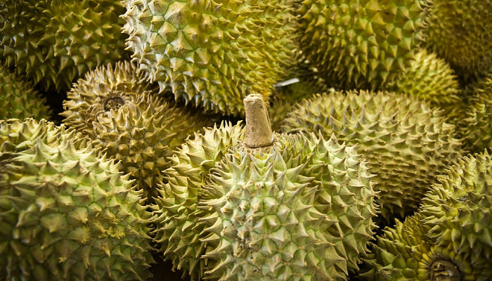 propiedades y beneficios de la duria