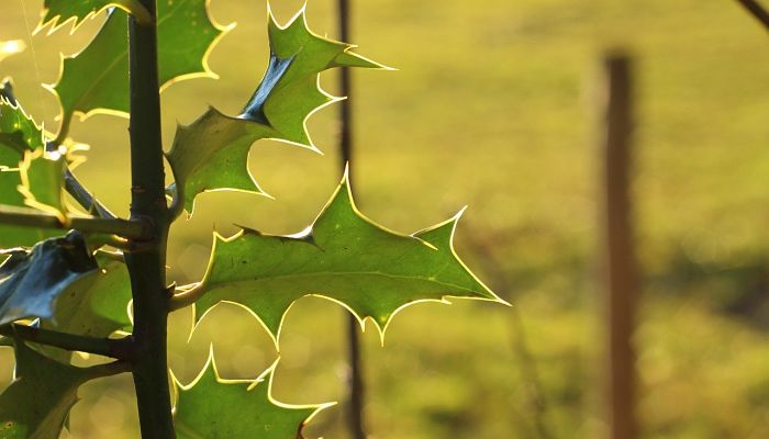 propiedades y beneficios de la encina