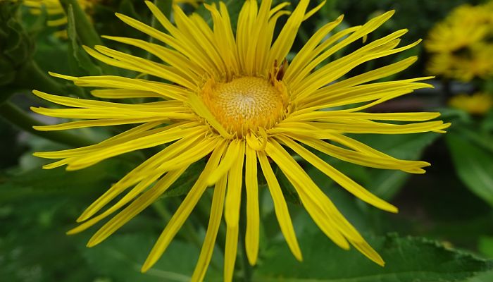 propiedades y beneficios de la enula