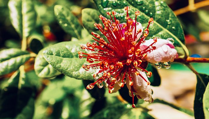 propiedades y beneficios de la feijoa