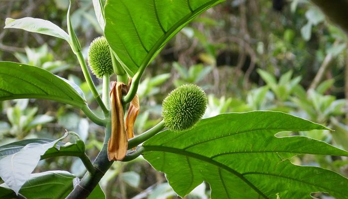 propiedades y beneficios de la fruta de pan