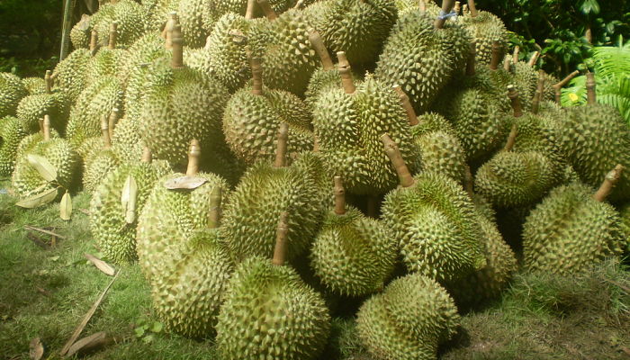 propiedades y beneficios de la fruta del duriano