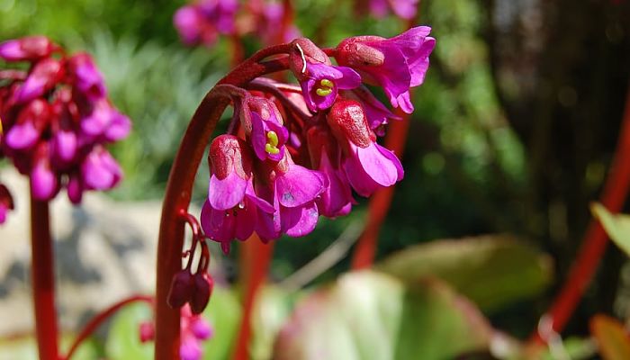 propiedades y beneficios de la fuschia