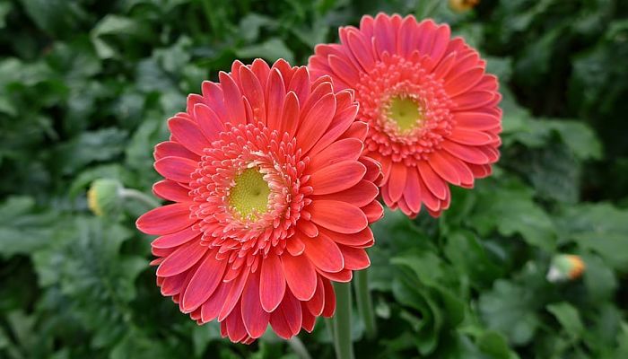 propiedades y beneficios de la gerbera