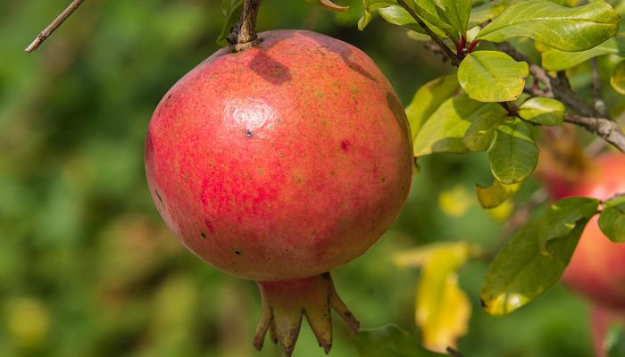 15 Beneficios Y Propiedades De La 
Granada