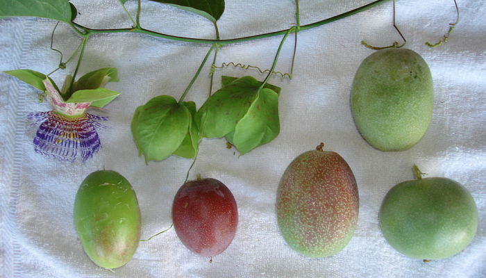 propiedades y beneficios de la granadilla cimarrona