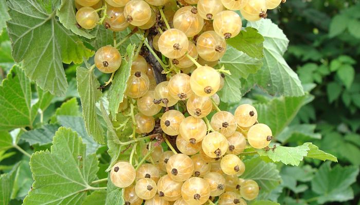 7 Beneficios Y Propiedades De La
Grosella Blanca