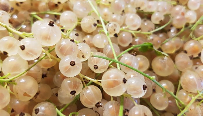 propiedades y beneficios de la grosella blanca