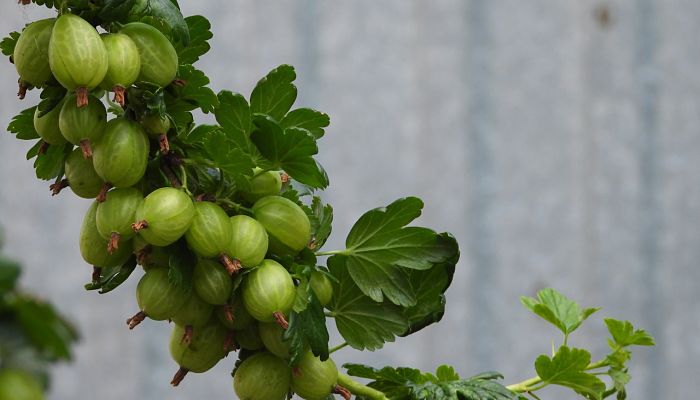 11 Beneficios Y Propiedades De La
Grosella Espinosa