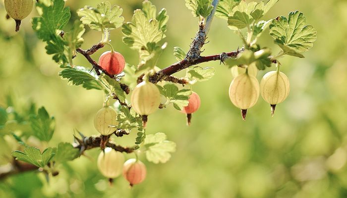 9 Beneficios Y Propiedades De La
Grosella Europea