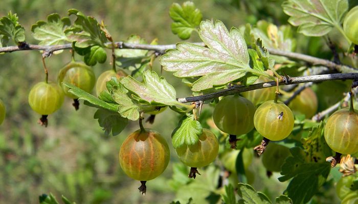 propiedades y beneficios de la grosella europea