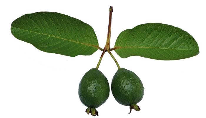 10 Beneficios Y Propiedades De la
Guayaba Del Brasil