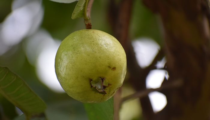 13 Beneficios Y Propiedades De La
Guayaba