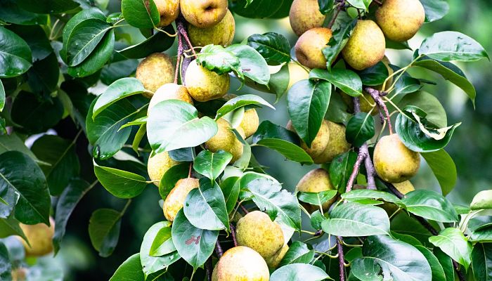 propiedades y beneficios de la guayaba
