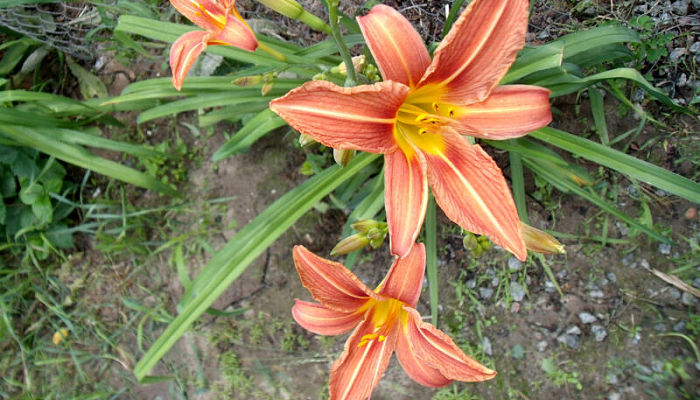 propiedades y beneficios de la hemerocallis