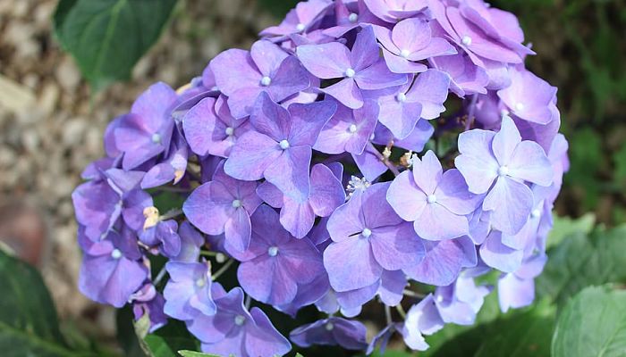 5 Beneficios Y Propiedades De La
Hortensia