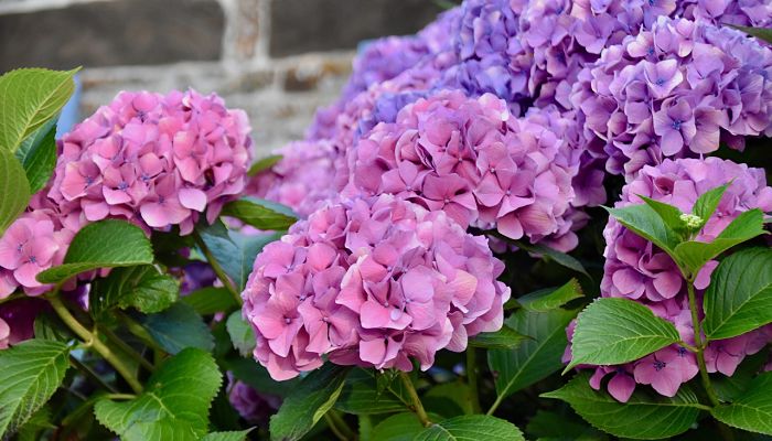 propiedades y beneficios de la hortensia