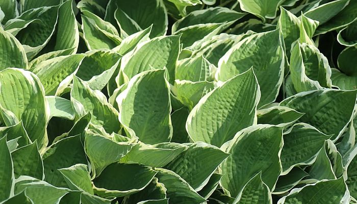 propiedades y beneficios de la hosta