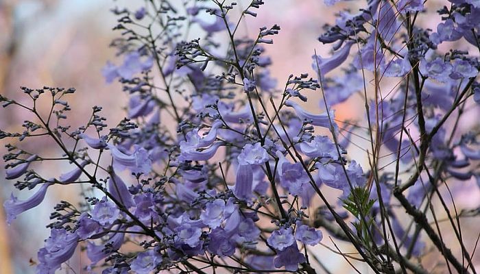 propiedades y beneficios de la jacaranda