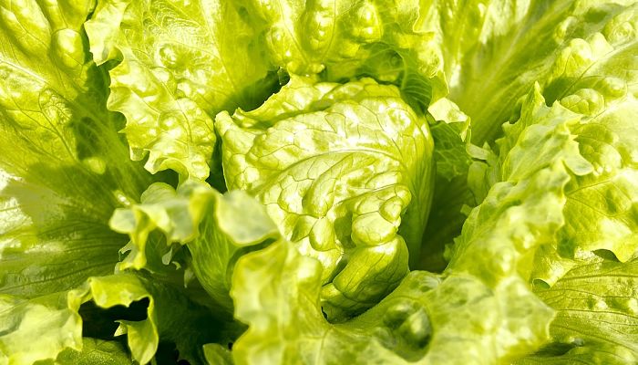 15 Beneficios Y Propiedades De La
Lechuga