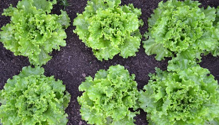 propiedades y beneficios de la lechuga