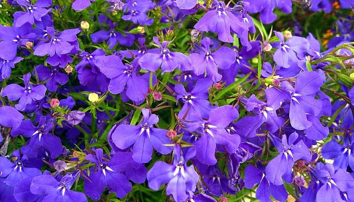 propiedades y beneficios de la lobelia