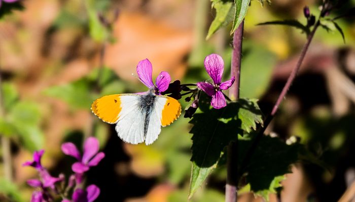 propiedades y beneficios de la lunaria