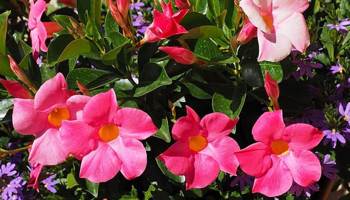 propiedades y beneficios de la mandevilla