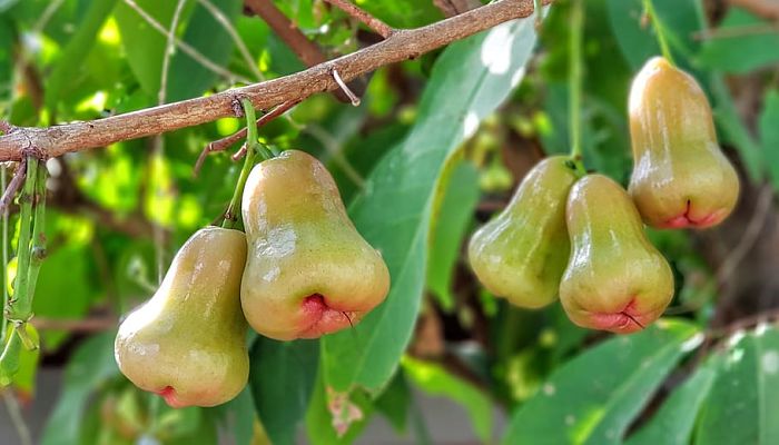 propiedades y beneficios de la manzana rosa