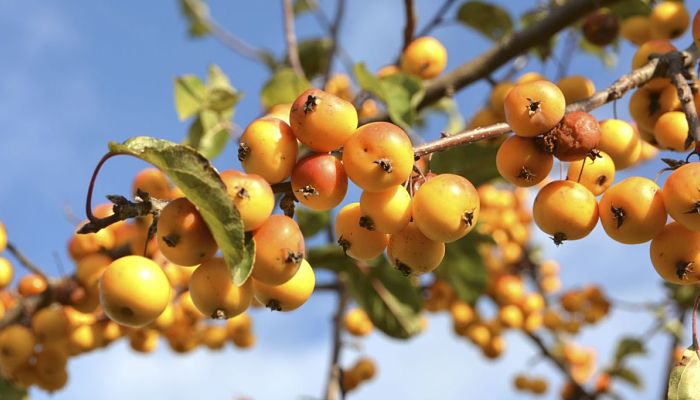 propiedades y beneficios de la manzana silvestre