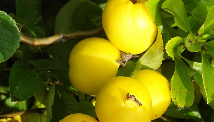 propiedades y beneficios de la membrillo