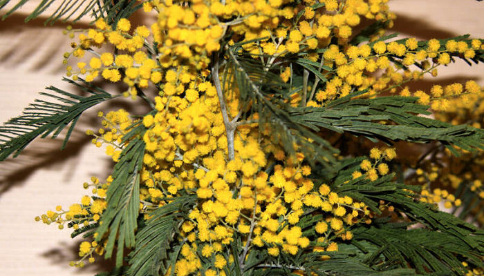 beneficios de la mimosa