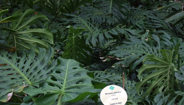 propiedades y beneficios de la monstera
