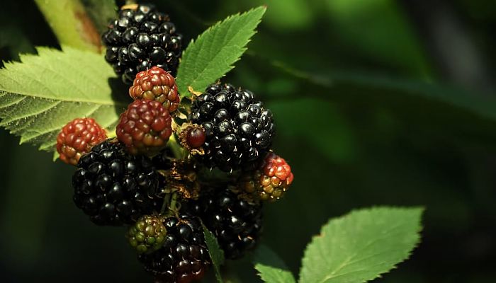 11 Beneficios Y Propiedades De La Mora
Negra