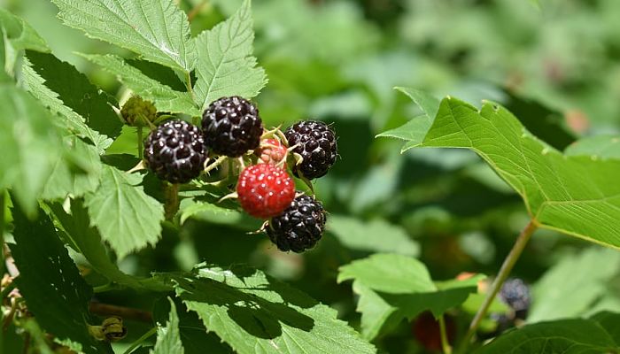 propiedades y beneficios de la mora negra